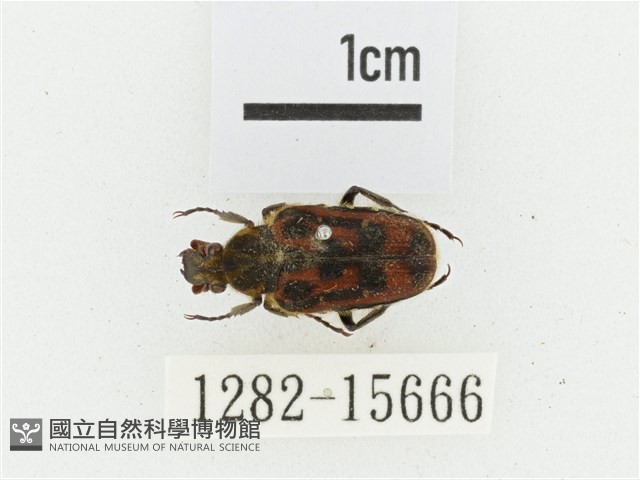 叉斑陷紋金龜藏品圖，第1張
