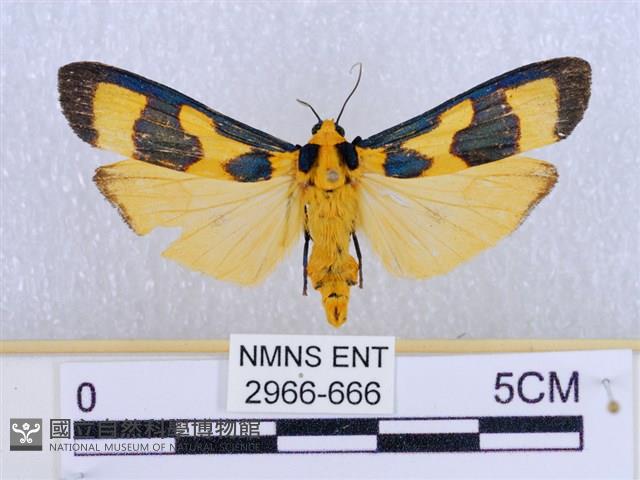 閃光苔蛾藏品圖，第1張