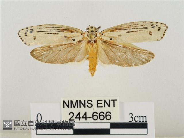 線紋篩蛾藏品圖，第1張