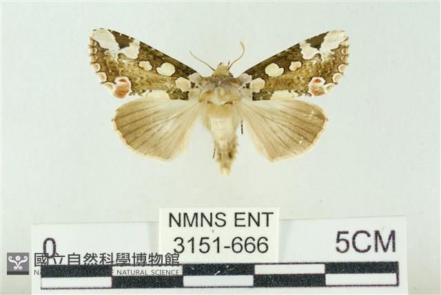 連珠波紋蛾藏品圖，第1張