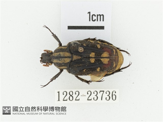 黃斑陷紋金龜藏品圖，第1張