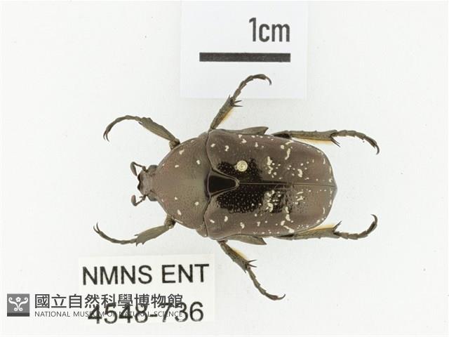 東方白點花金龜藏品圖，第1張