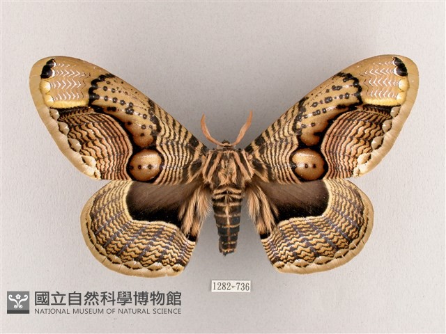 枯球籮紋蛾藏品圖，第1張