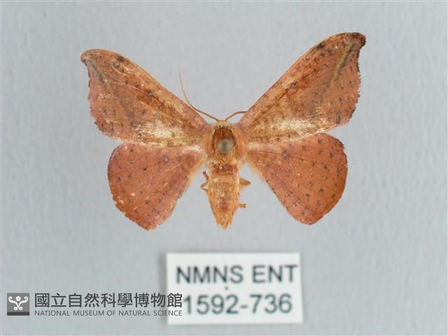 接骨木帶鉤蛾藏品圖，第1張
