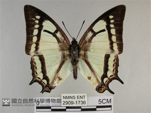 小雙尾蛺蝶藏品圖，第1張