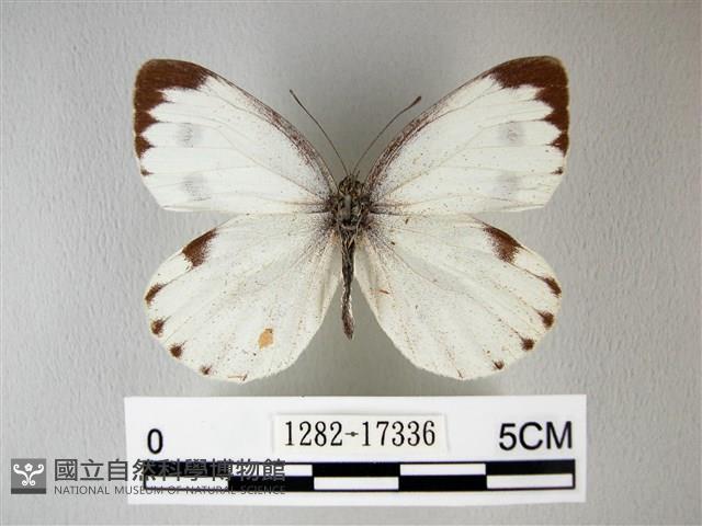 緣點白粉蝶藏品圖，第1張