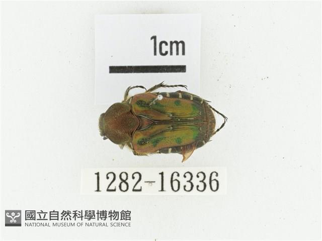 黑斑陷紋金龜藏品圖，第1張