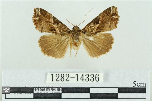 粉紅帶散紋夜蛾藏品圖，第1張