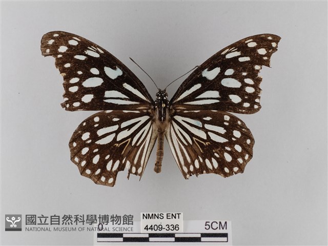 淡紋青斑蝶藏品圖，第1張