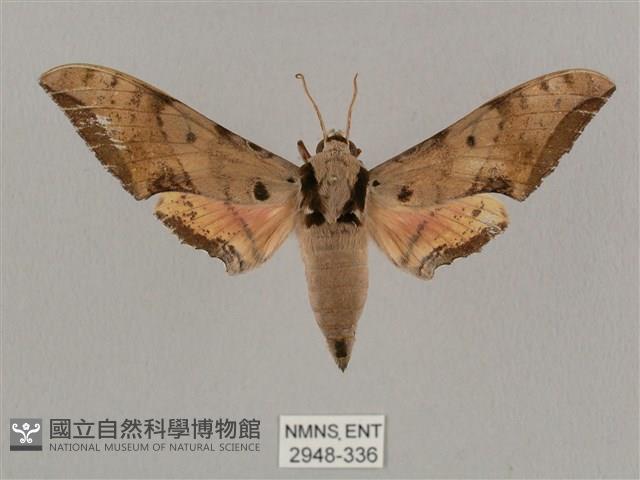 廣東鷹翅天蛾藏品圖，第1張