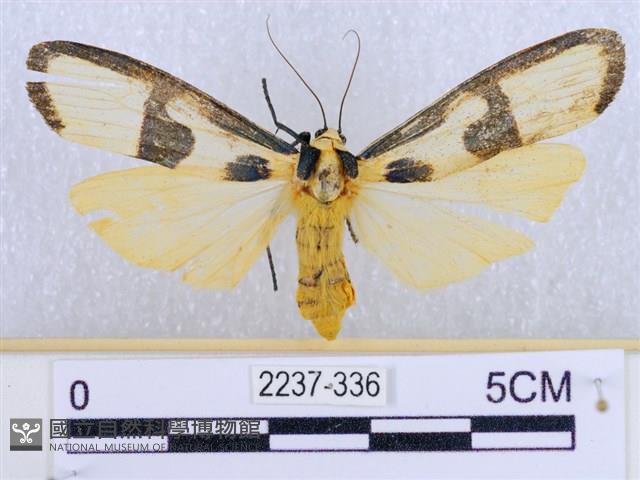 閃光苔蛾藏品圖，第1張