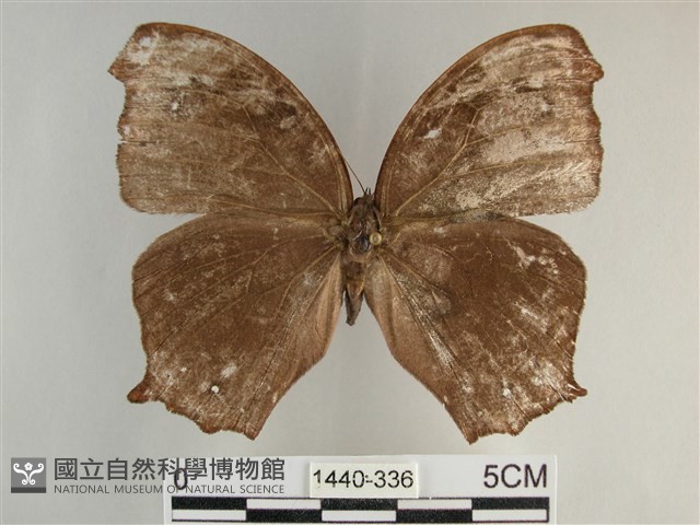 森林暮眼蝶、黑樹蔭蝶藏品圖，第1張