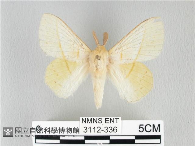 青枯葉蛾藏品圖，第1張