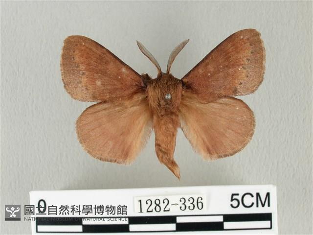 馬尾松枯葉蛾藏品圖，第1張