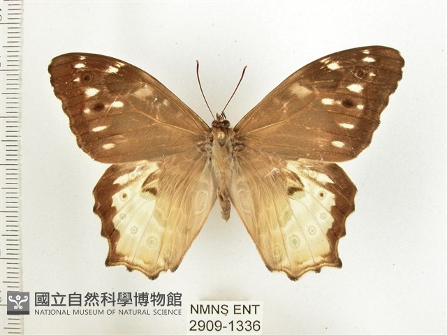 白斑蔭眼蝶藏品圖，第1張