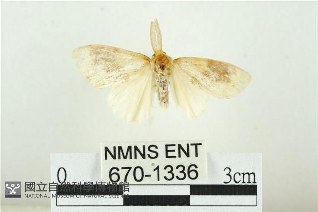 寬紋黃毒蛾藏品圖，第1張