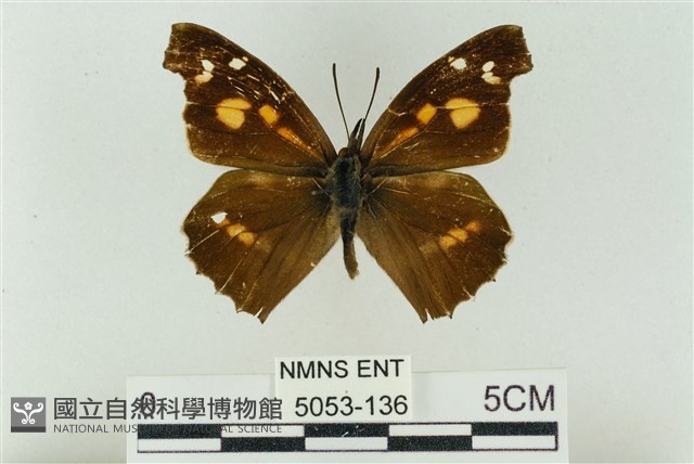 東方喙蝶藏品圖，第1張