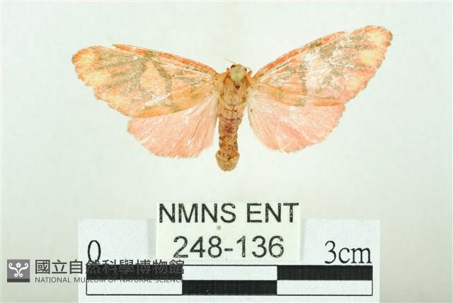 三色豔苔蛾藏品圖，第1張