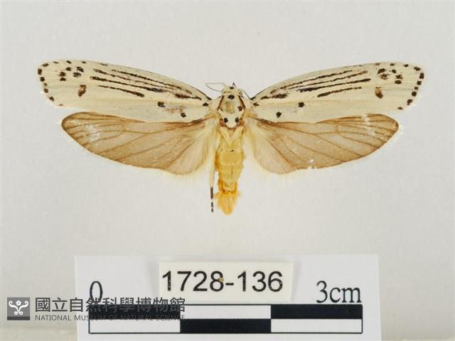 線紋篩蛾藏品圖，第1張