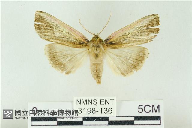 粉太波紋蛾藏品圖，第1張