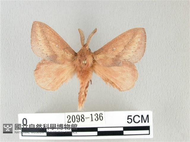 淡紋斜帶枯葉蛾藏品圖，第1張