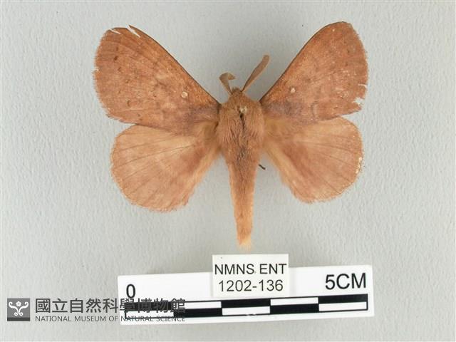 波紋枯葉蛾藏品圖，第1張