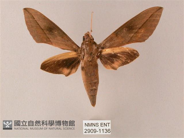 藏斜紋天蛾藏品圖，第1張