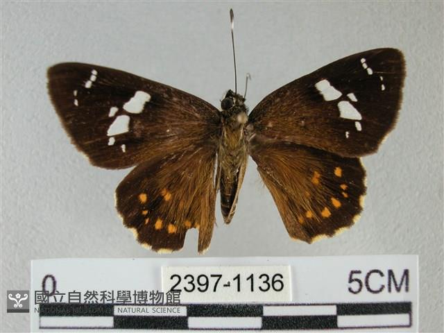 小星弄蝶藏品圖，第1張