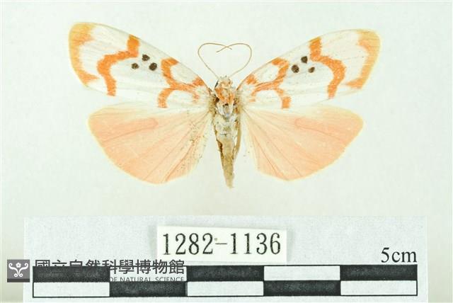 臺雪苔蛾藏品圖，第1張