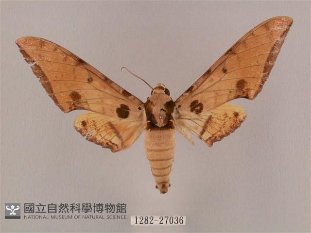 裂斑鷹翅天蛾藏品圖，第1張