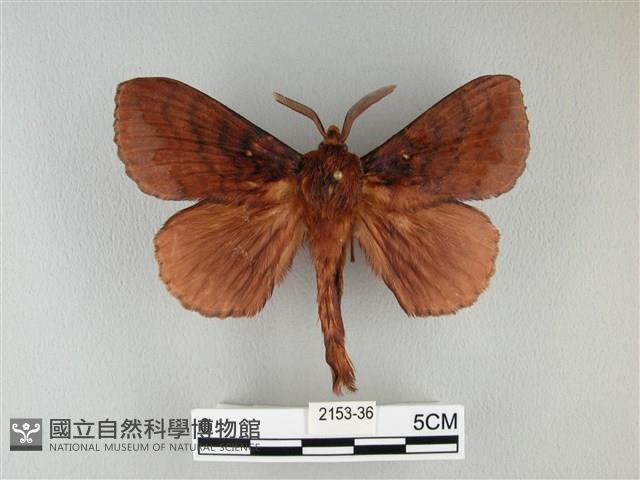 波紋枯葉蛾藏品圖，第1張