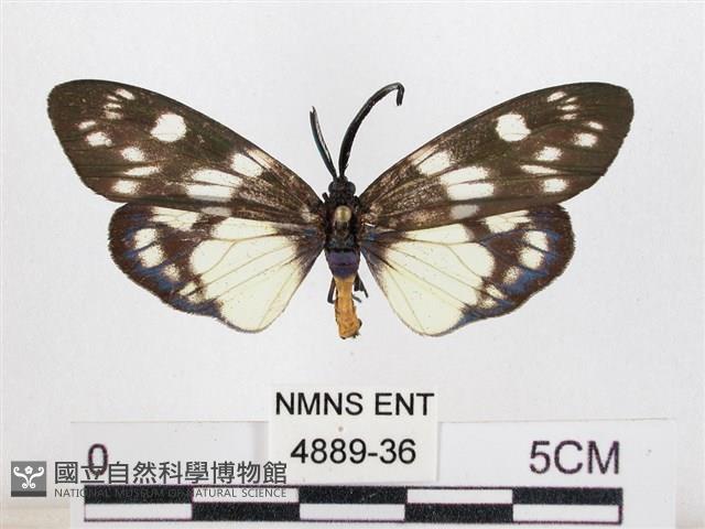 蓬萊茶斑蛾藏品圖，第1張