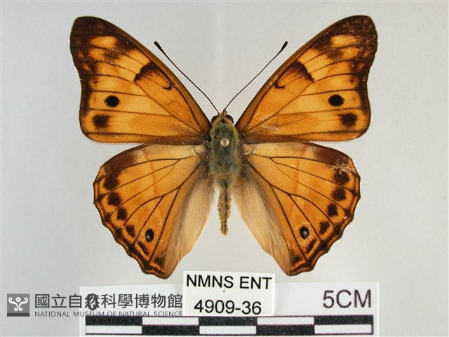 金鎧蛺蝶藏品圖，第1張