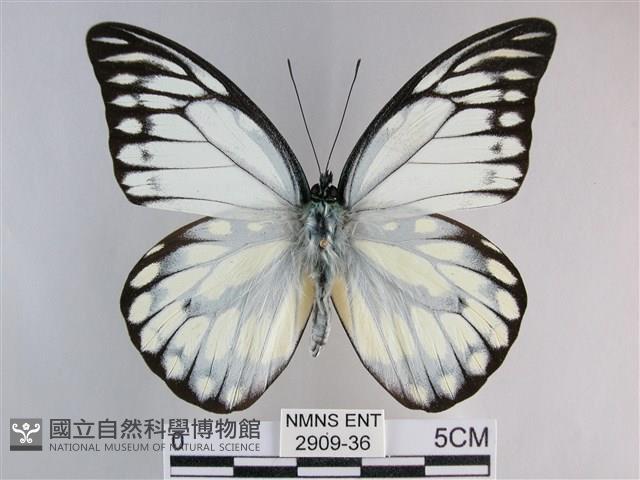 鋸粉蝶藏品圖，第1張