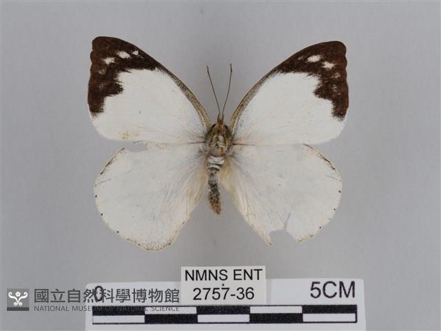 雲紋尖粉蝶藏品圖，第1張