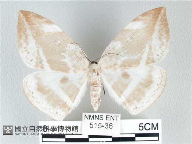 圓翅大鉤蛾藏品圖，第1張