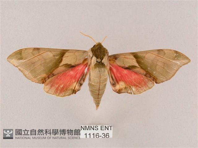 榆綠天蛾藏品圖，第1張