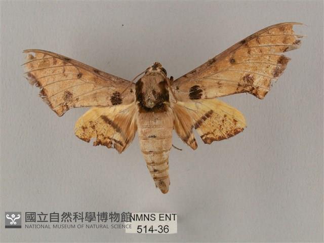 裂斑鷹翅天蛾藏品圖，第1張