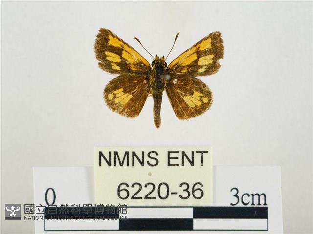 小黃星弄蝶藏品圖，第1張