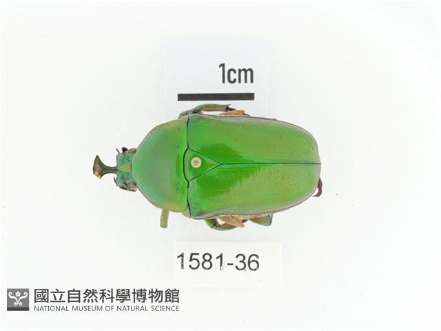 臺灣扇角金龜藏品圖，第1張