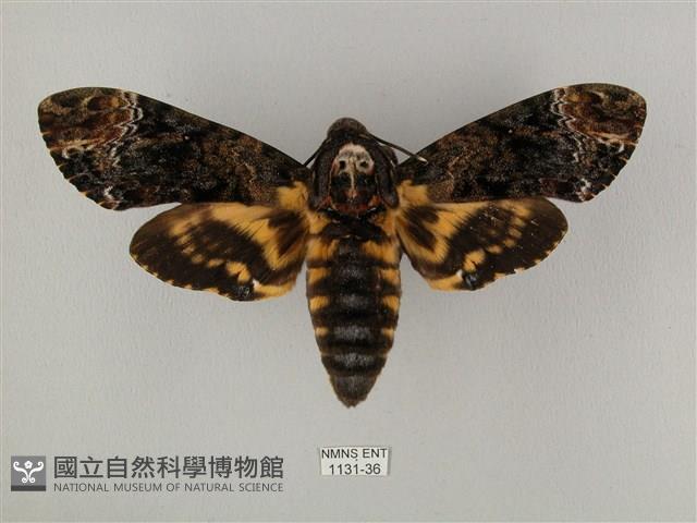 鬼臉天蛾藏品圖，第1張