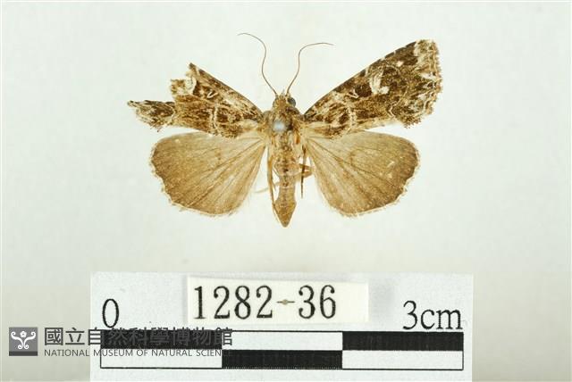 白斑散紋夜蛾藏品圖，第1張