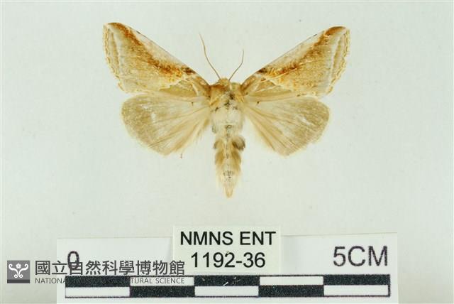 印華波紋蛾藏品圖，第1張