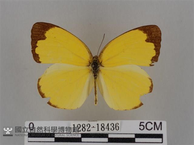 亮色黃蝶藏品圖，第1張