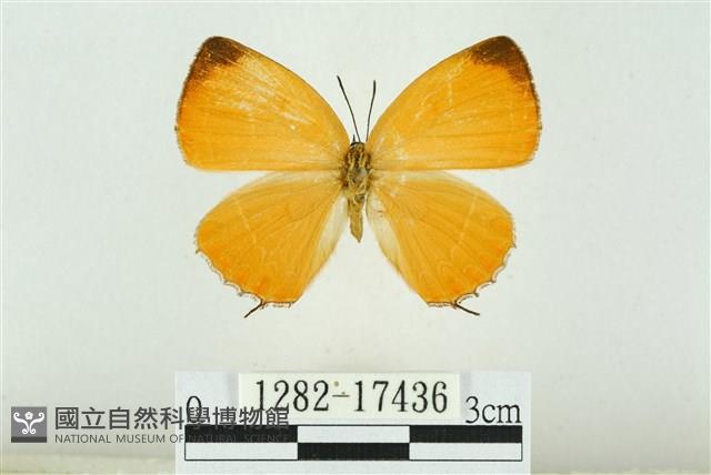 珂灰蝶藏品圖，第1張