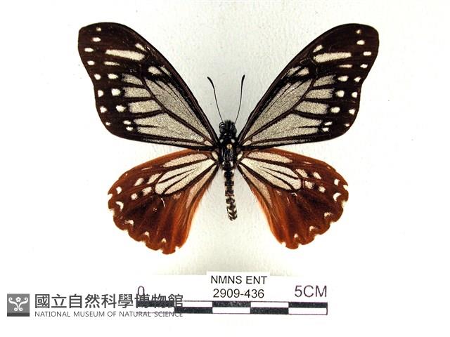 斑鳳蝶藏品圖，第1張