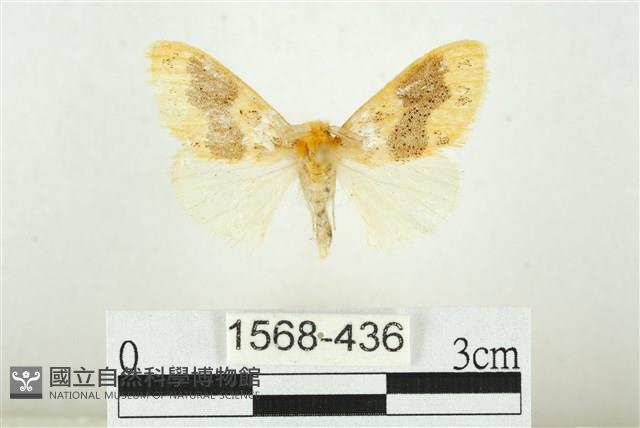 寬紋黃毒蛾藏品圖，第1張