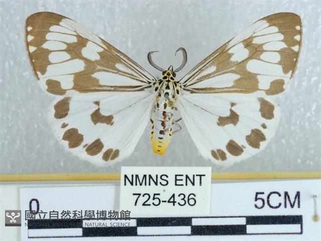 粉蝶燈蛾藏品圖，第1張