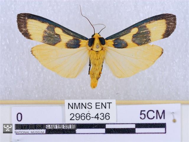 閃光苔蛾藏品圖，第1張