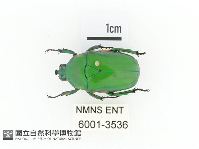 小扇角金龜藏品圖，第1張